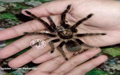 Albopilosum Nicaragua 8 cm Tarantula